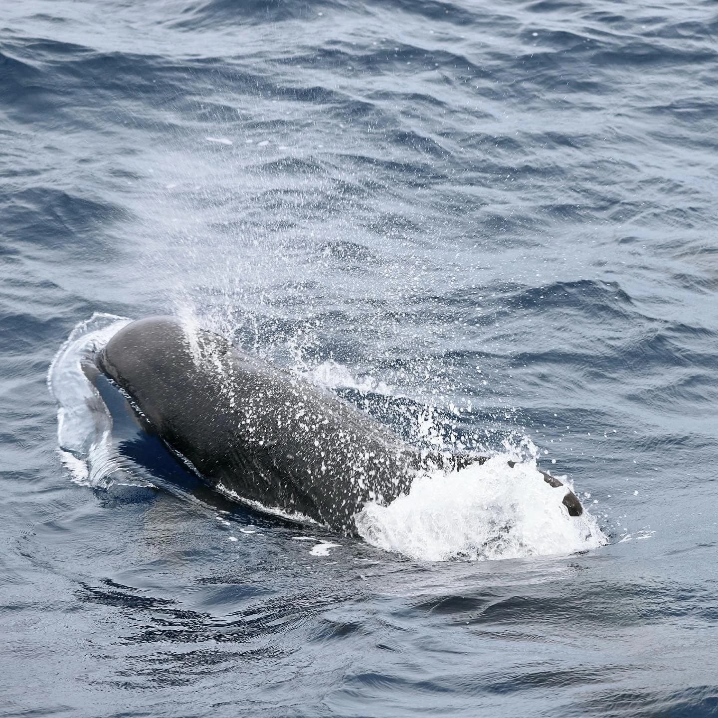 Whale Watching in Sri Lanka