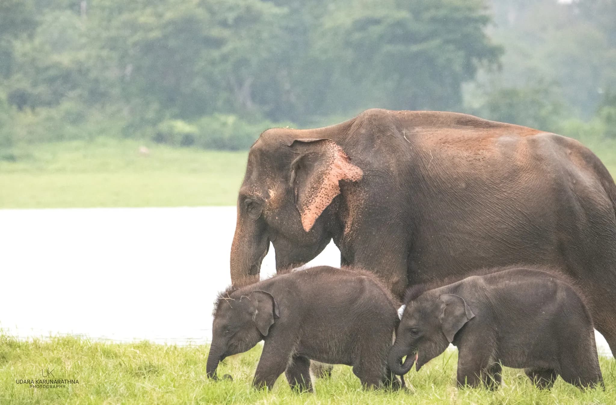 Minneriya National Park