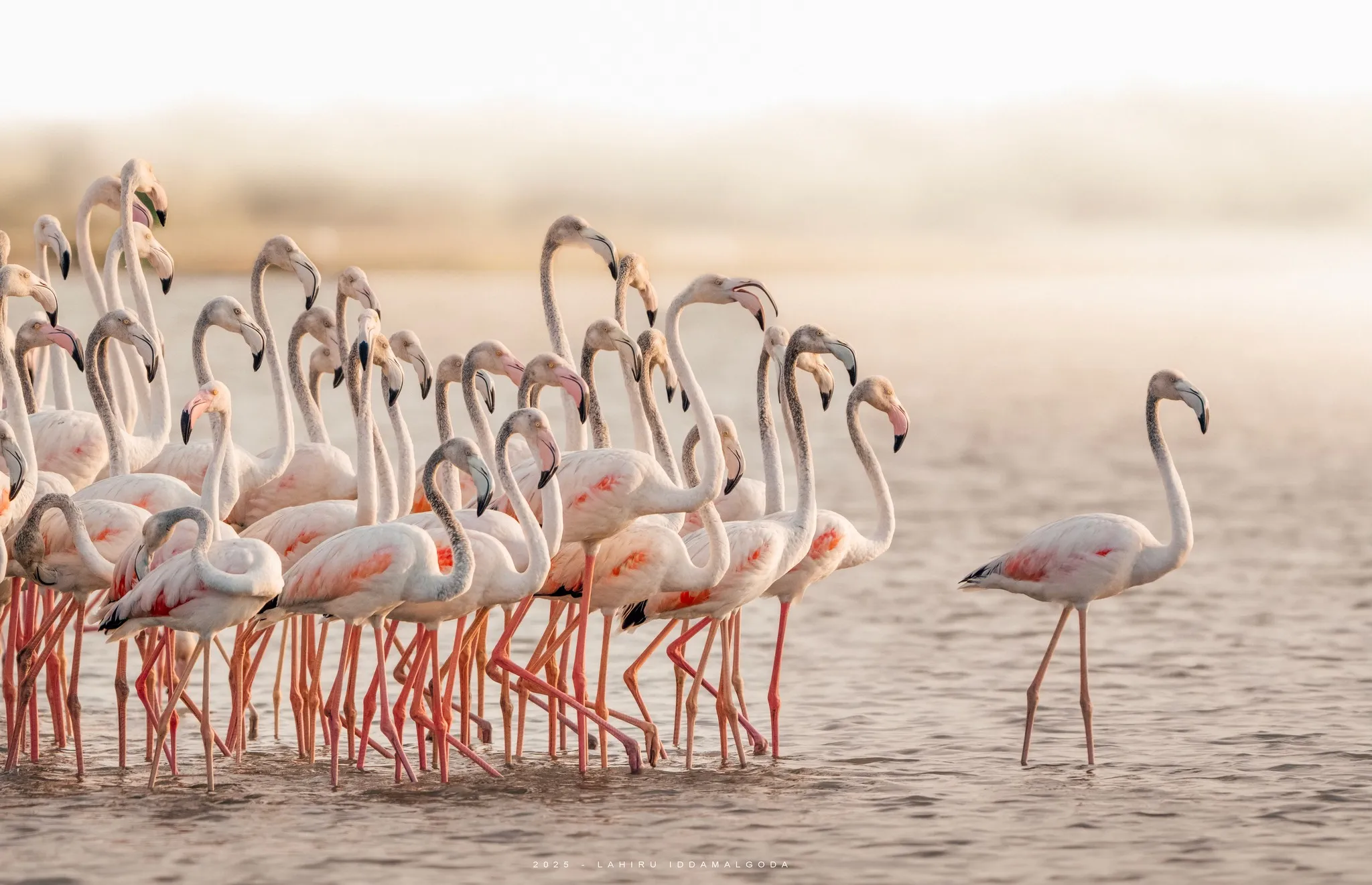 Bundala National Park