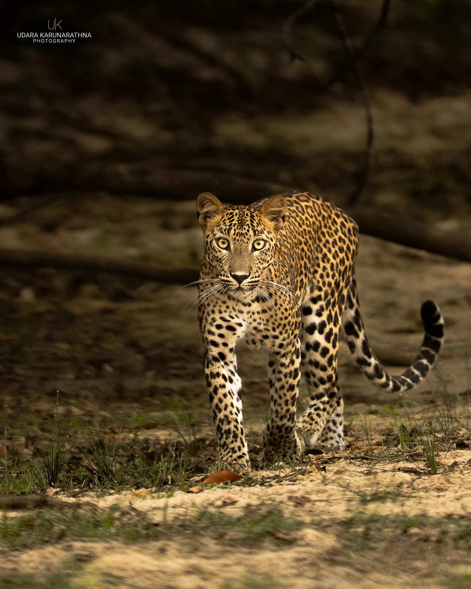 Wilpattu National Park