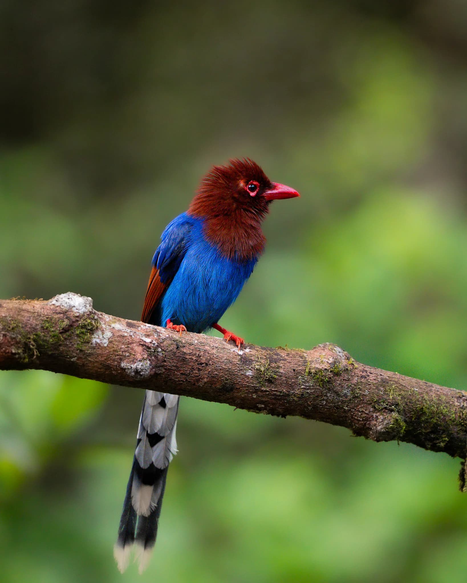 Sinharaja Forest Reserve