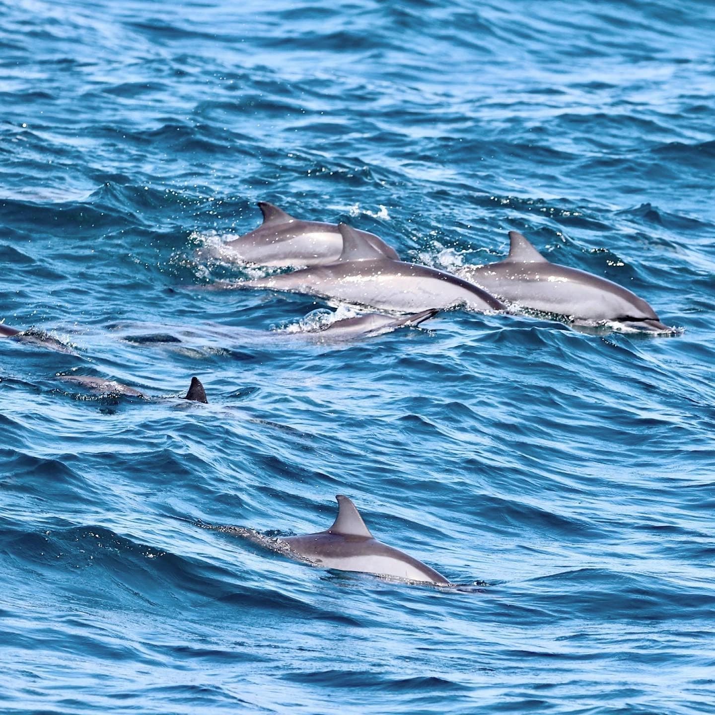 Whale Watching in Sri Lanka Guide