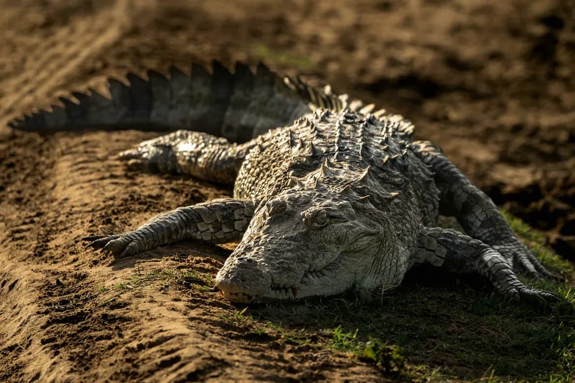 Crocodiles in Sri Lanka