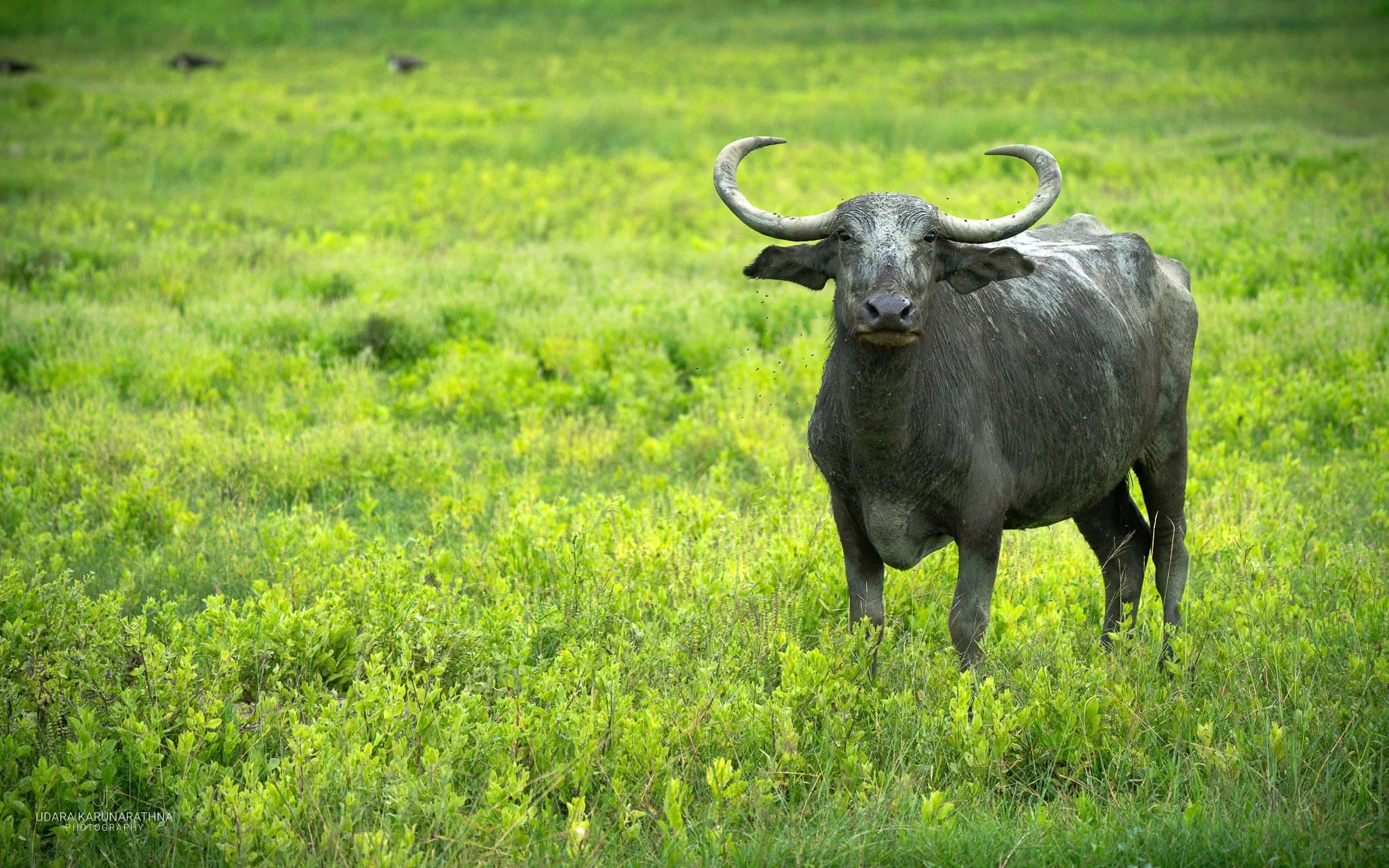 Wild Water Buffalo Sri Lanka