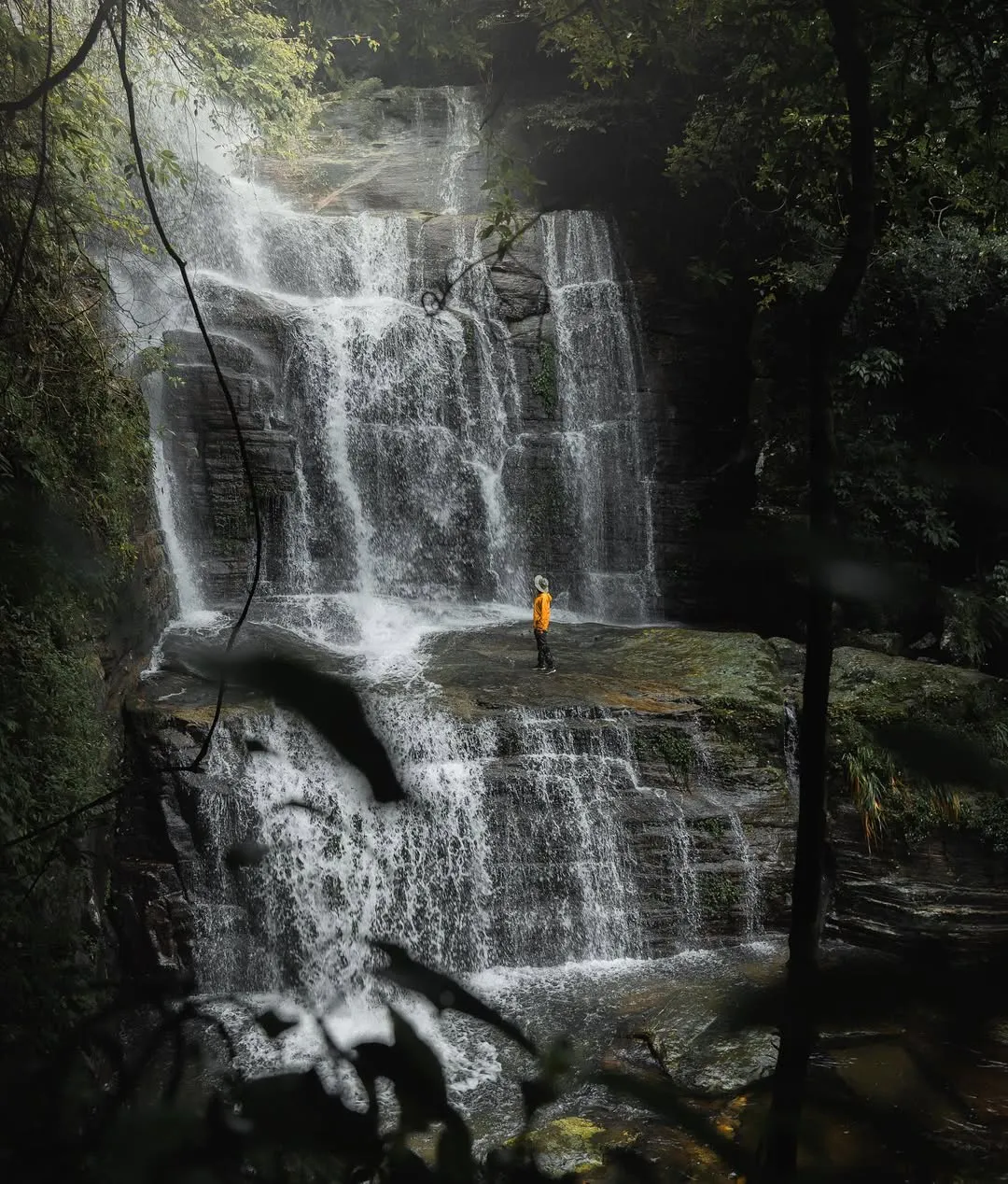 Bambarakanda Falls cascading through the pine forest