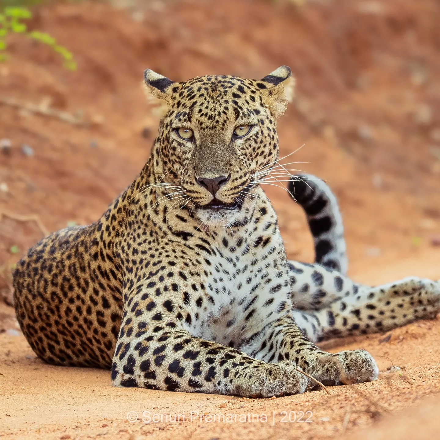 Leopard at Yala National Park