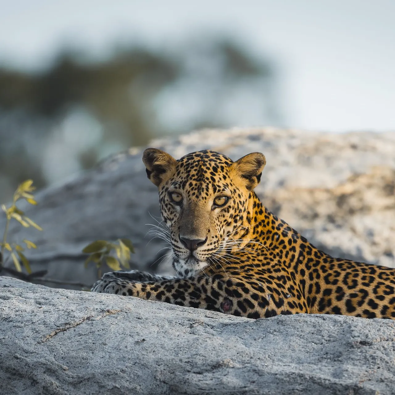 Leopard in Kumana National Park
