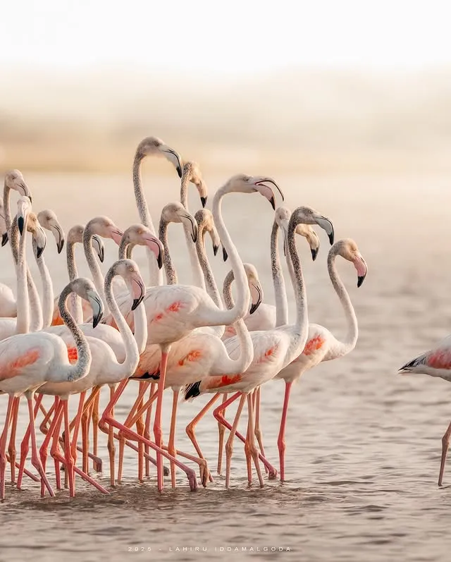 Flamingoes in Mannar