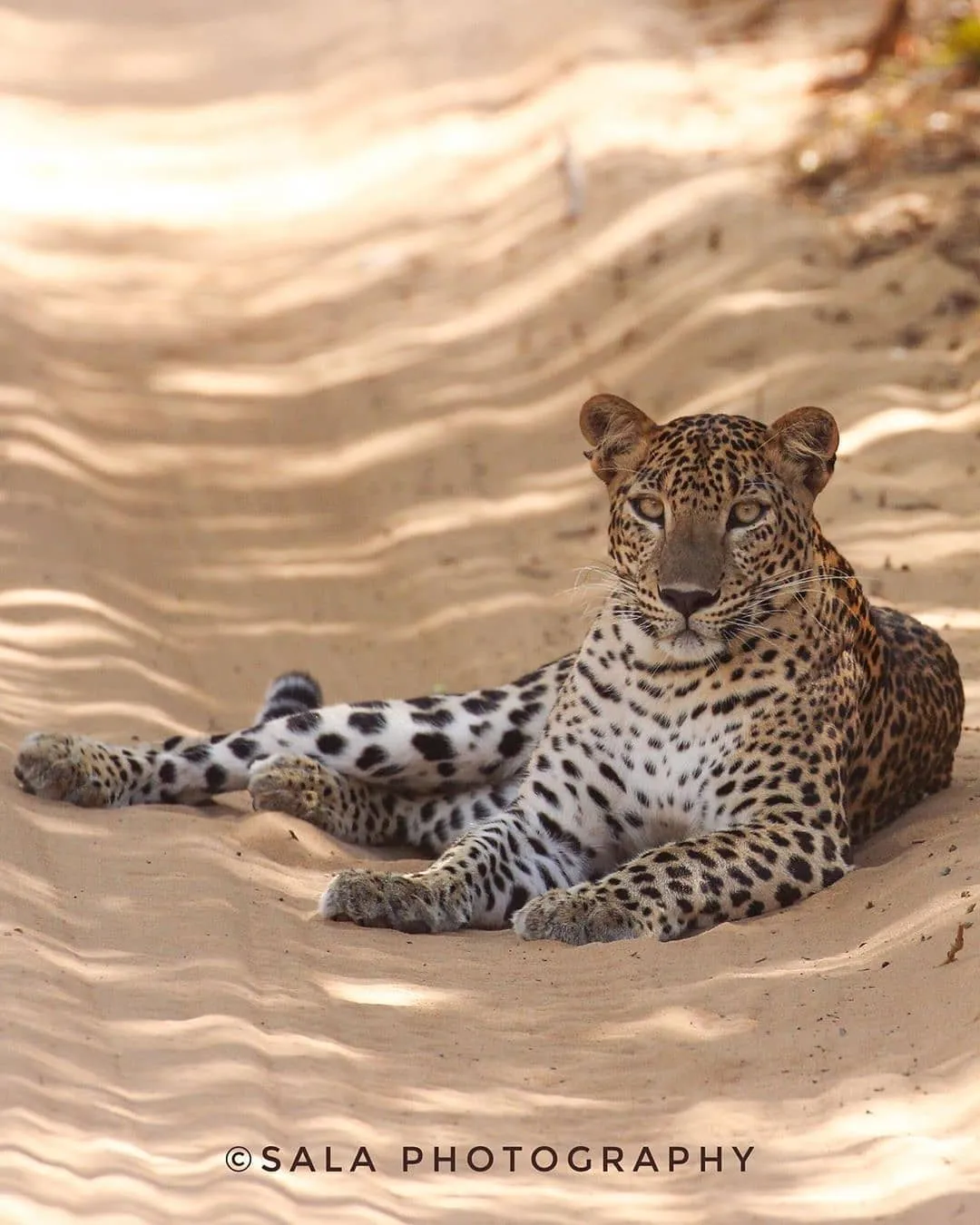 Sri Lankan leopard in Wilpattu