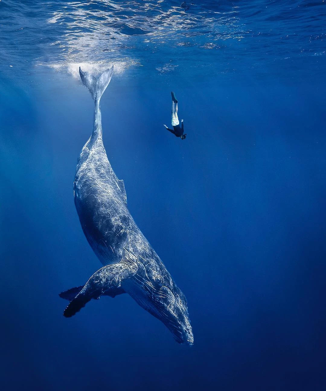 Swimming with Killer Whales in Sri Lanka