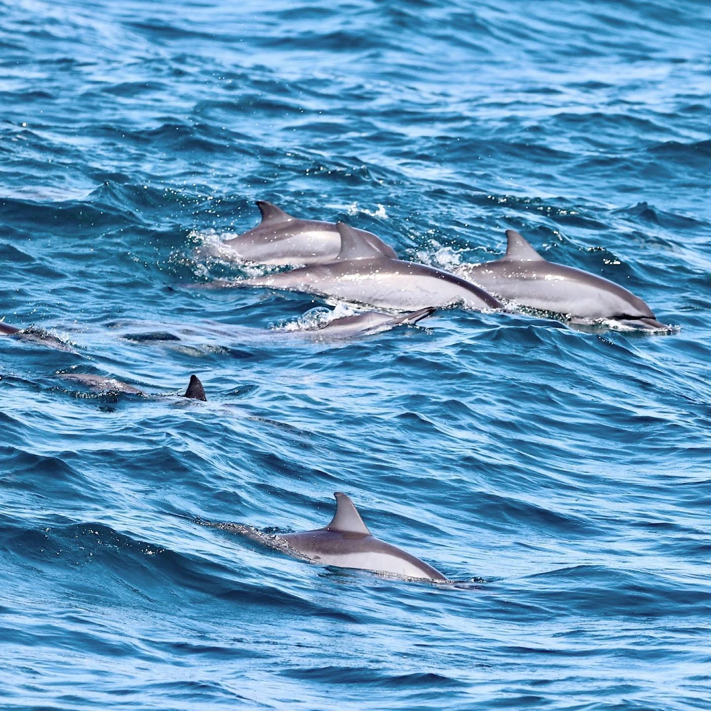 Dolphin Watching in Mirissa Sri Lanka